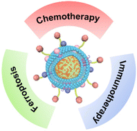 Résumé graphique : Ingénierie des MV de bactéries magnétotactiques pour mettre en synergie la chimiothérapie, la ferroptose et l'immunothérapie pour une thérapie antitumorale augmentée