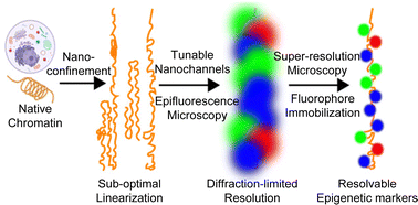 Résumé graphique : Imagerie à super-résolution de la chromatine linéarisée dans des nanocanaux accordables